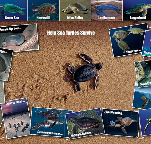 Sea Turtle Card