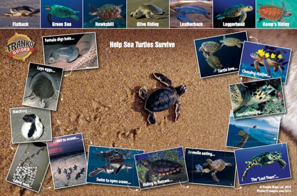 Sea Turtle Card