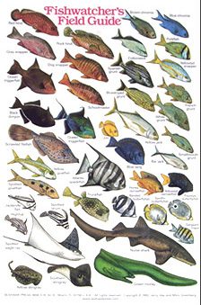 Fishwatcher'S Field Guide Card
