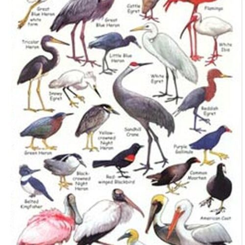 Tropical Water Birds Card