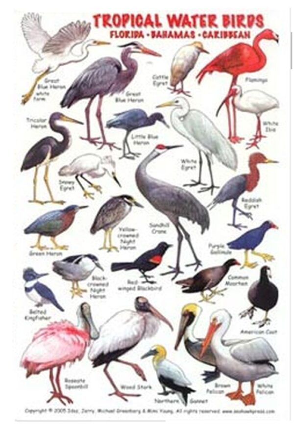 Tropical Water Birds Card