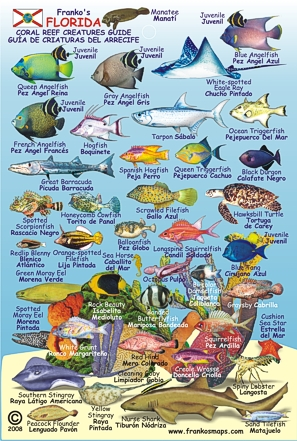 Florida Reef Creature Mini Id Card