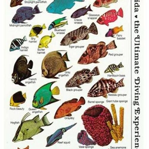 Reefcomber Field Guide Card