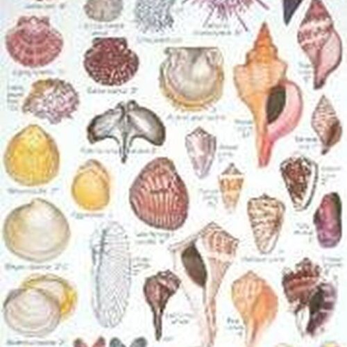 Shell Beachcomber Field Guide Card