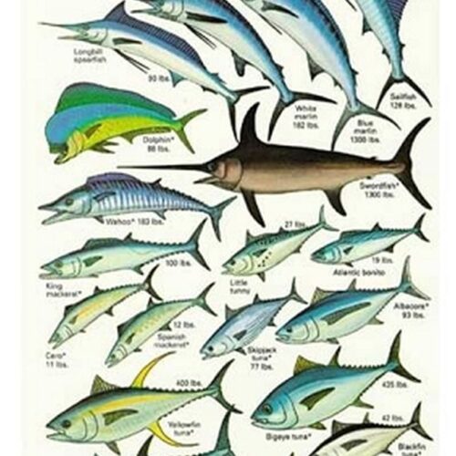 Game Fish Field Guide Card