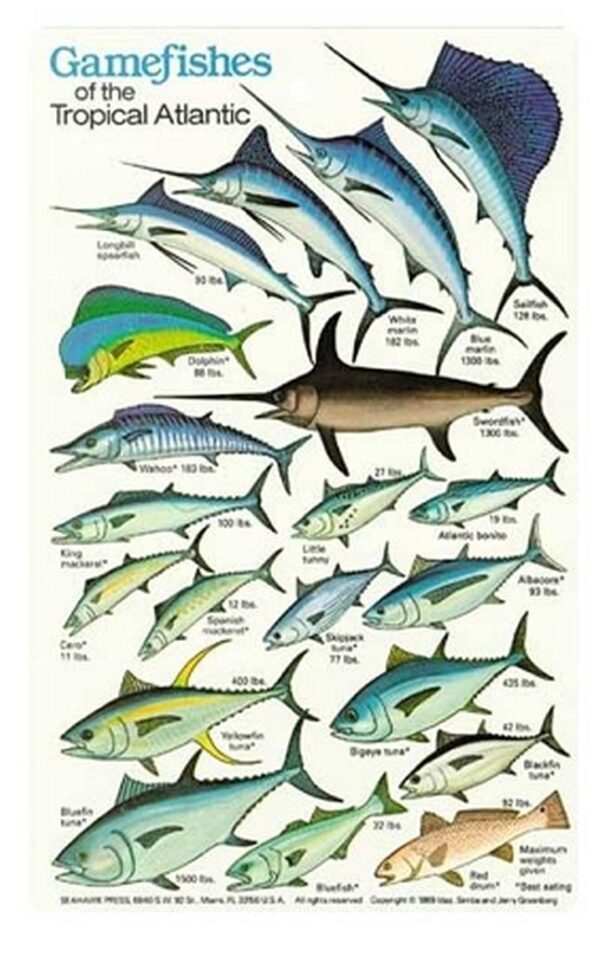 Game Fish Field Guide Card