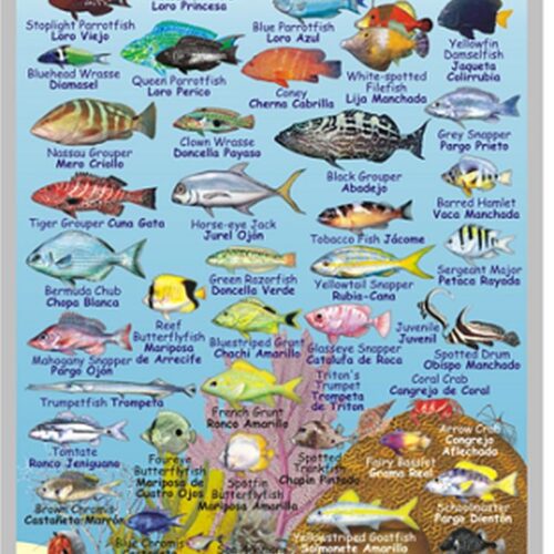 Mexican Caribbean Reef Creature Mini Id Card