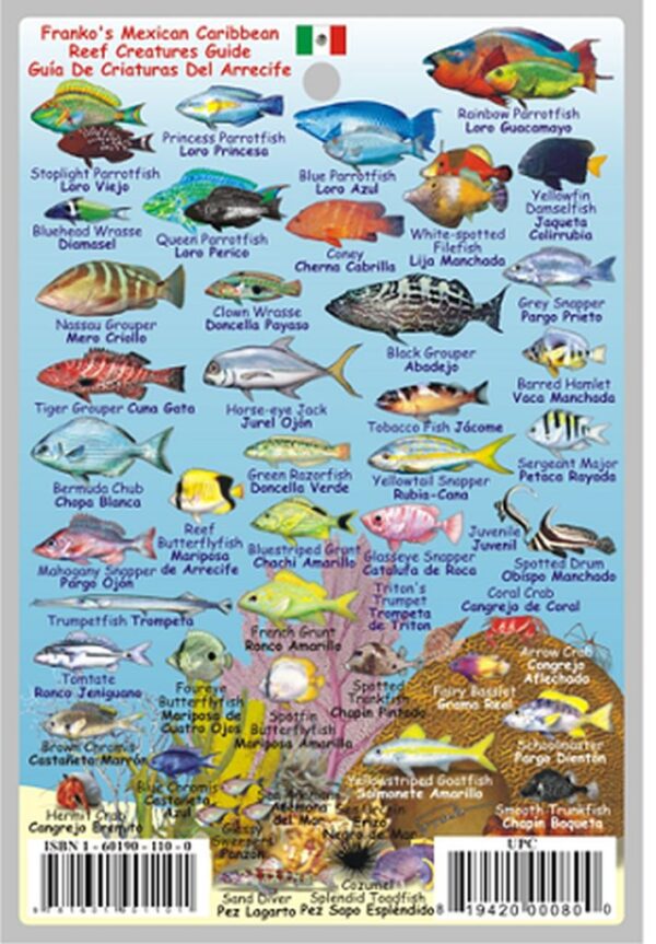 Mexican Caribbean Reef Creature Mini Id Card
