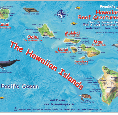 Hawaiian Map & Fish Id Card
