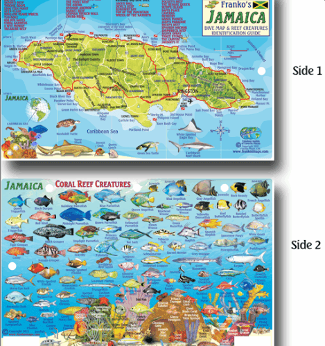 Jamaica Map & Fish Id Card