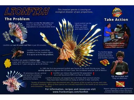 Lionfish Infestation Card
