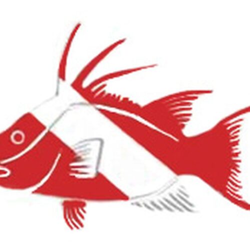 Hogfish Vinyl Die Cut Sticker