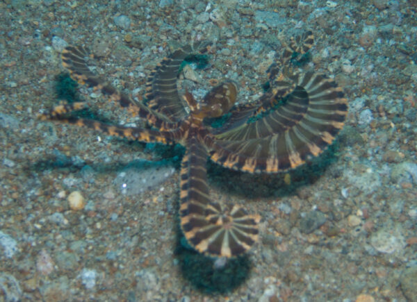 Philippines - Atlantis Azores - Tubbataha Charter & Atlantis Dumaguete Resort