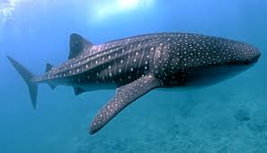 Philippines - Atlantis Azores - Tubbataha Charter & Atlantis Dumaguete Resort