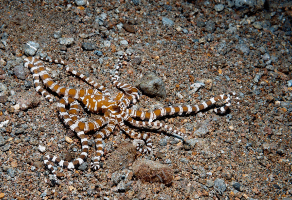 Philippines - Atlantis Azores - Tubbataha Charter & Atlantis Dumaguete Resort